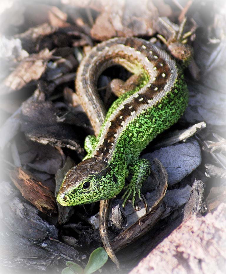 Echse im Garten