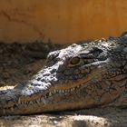 Echse im Krokodilpark, Gran Canaria (I)