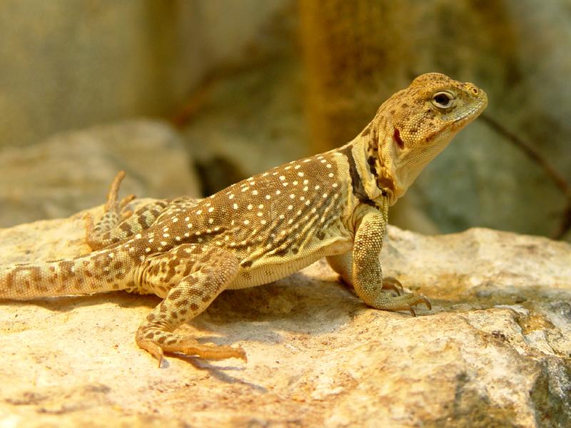 Echse im Leipziger Zoo