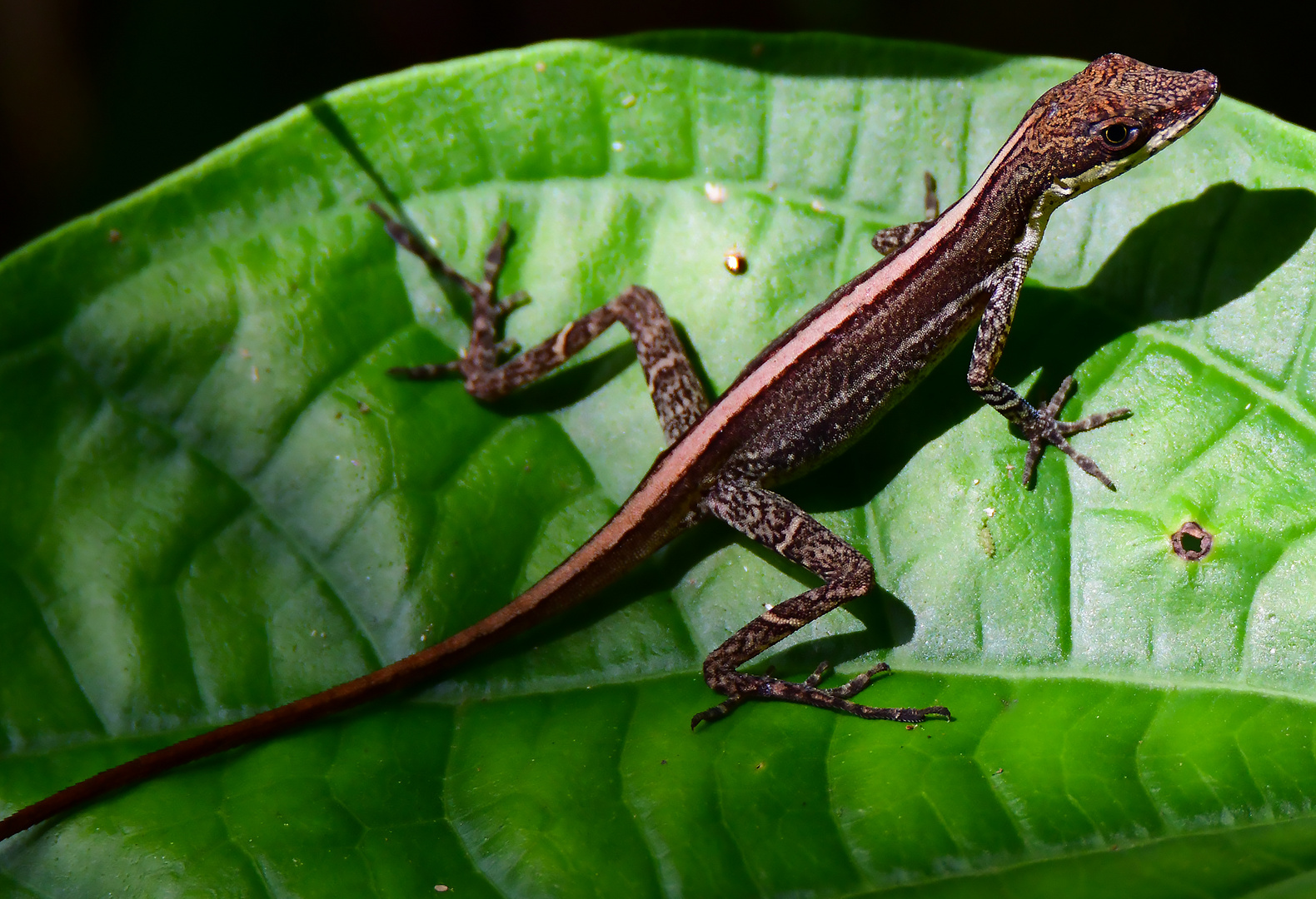 Echse im Regenwald