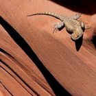 Echse im Slot Canyon