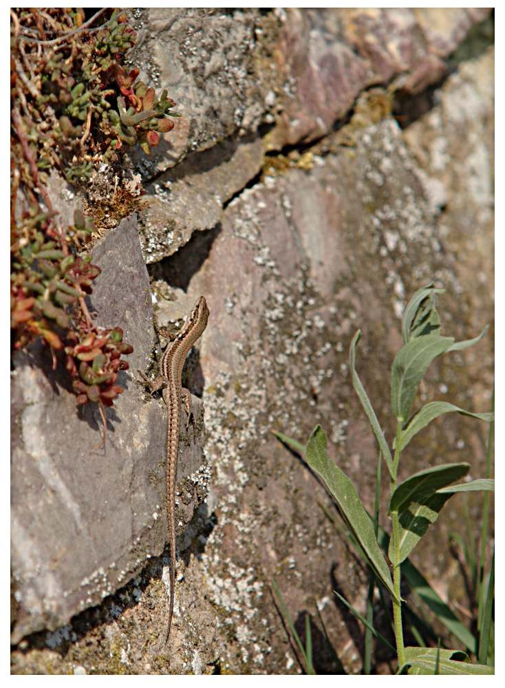 Echse im Sonnenschein