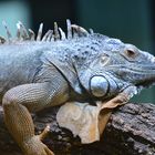 Echse im Terrazoo