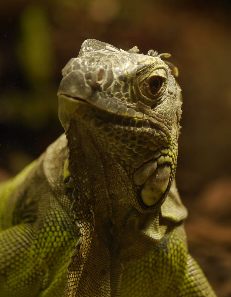 Echse im Tierpark Worms