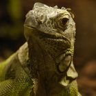 Echse im Tierpark Worms