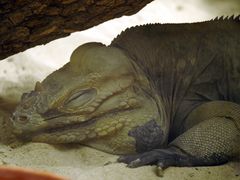 Echse im Tierpark Worms (II)