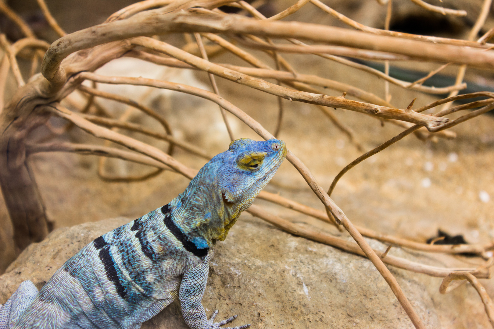 Echse im Zoo 2