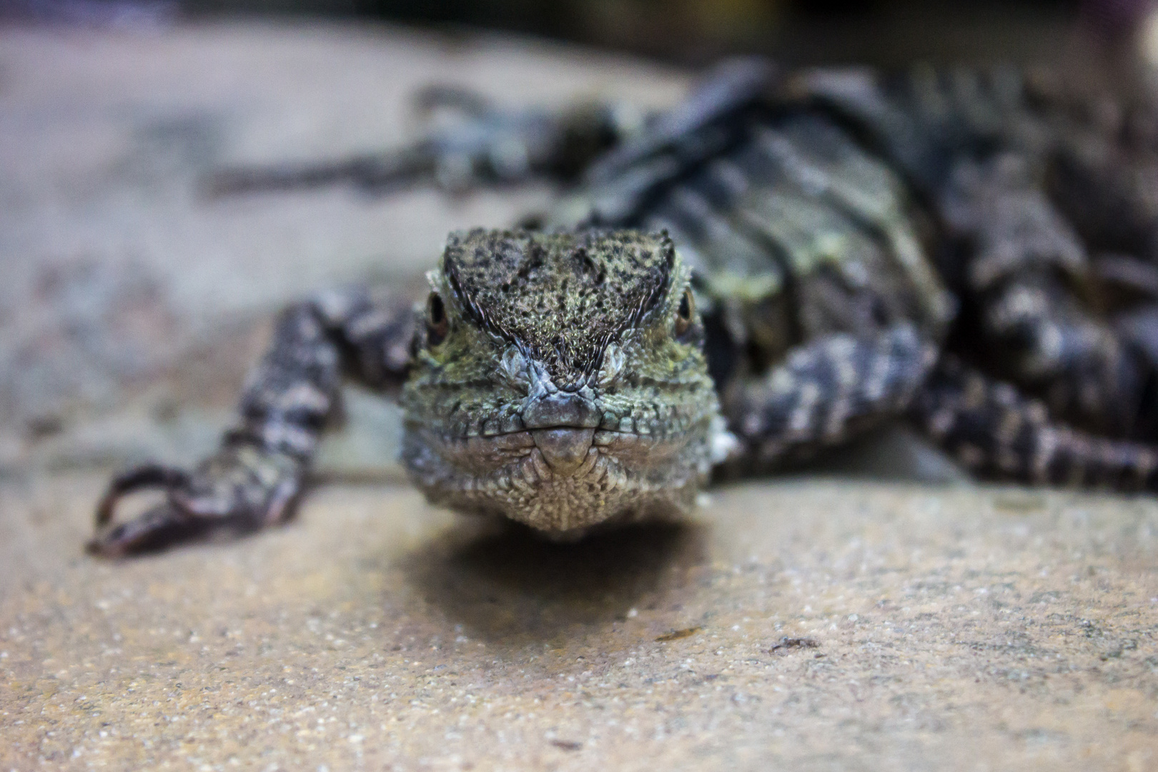 Echse im Zoo