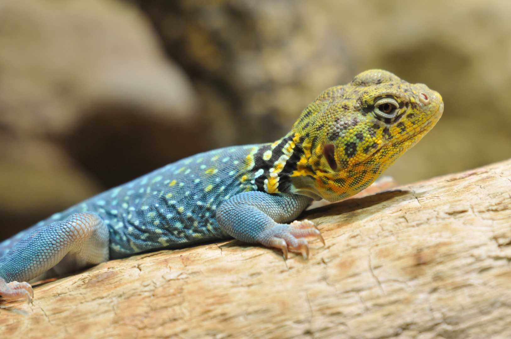 Echse im Zoo Basel