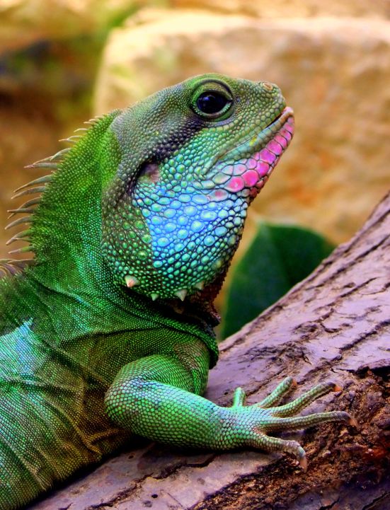 Echse im Zoo Dresden