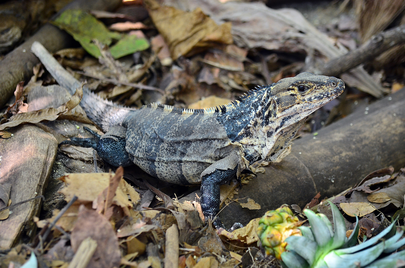 Echse in Costa Rica