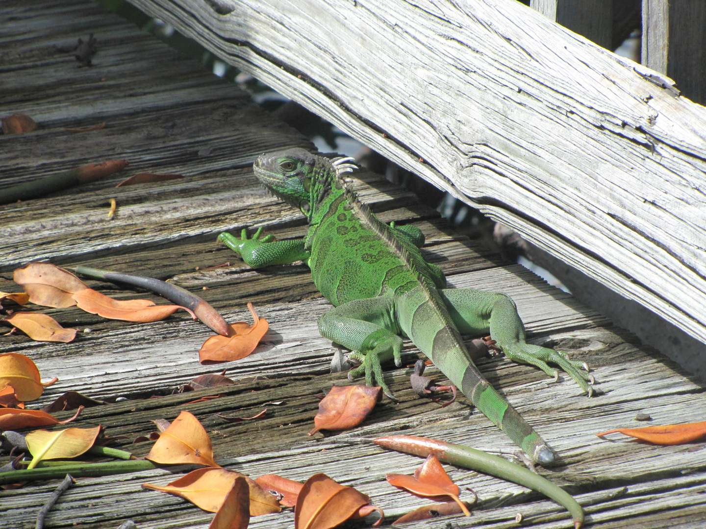 Echse in Key West