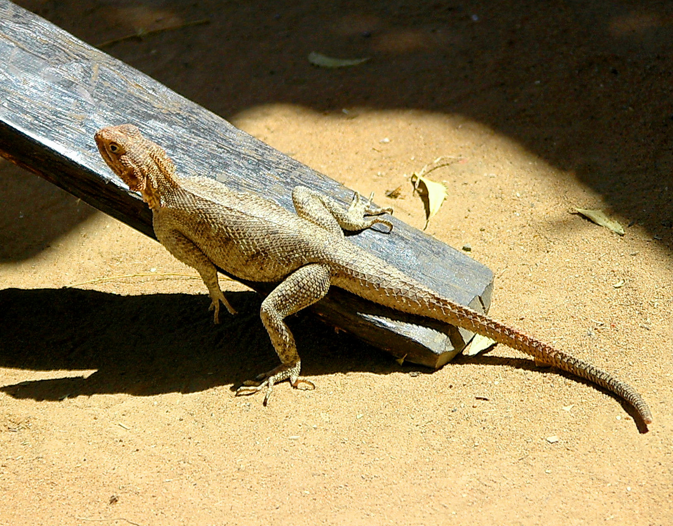 Echse in Mali