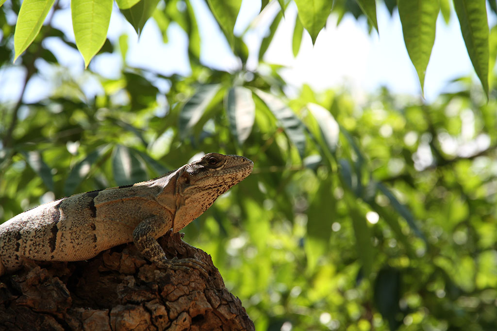 Echse in Mexiko / Jucatan