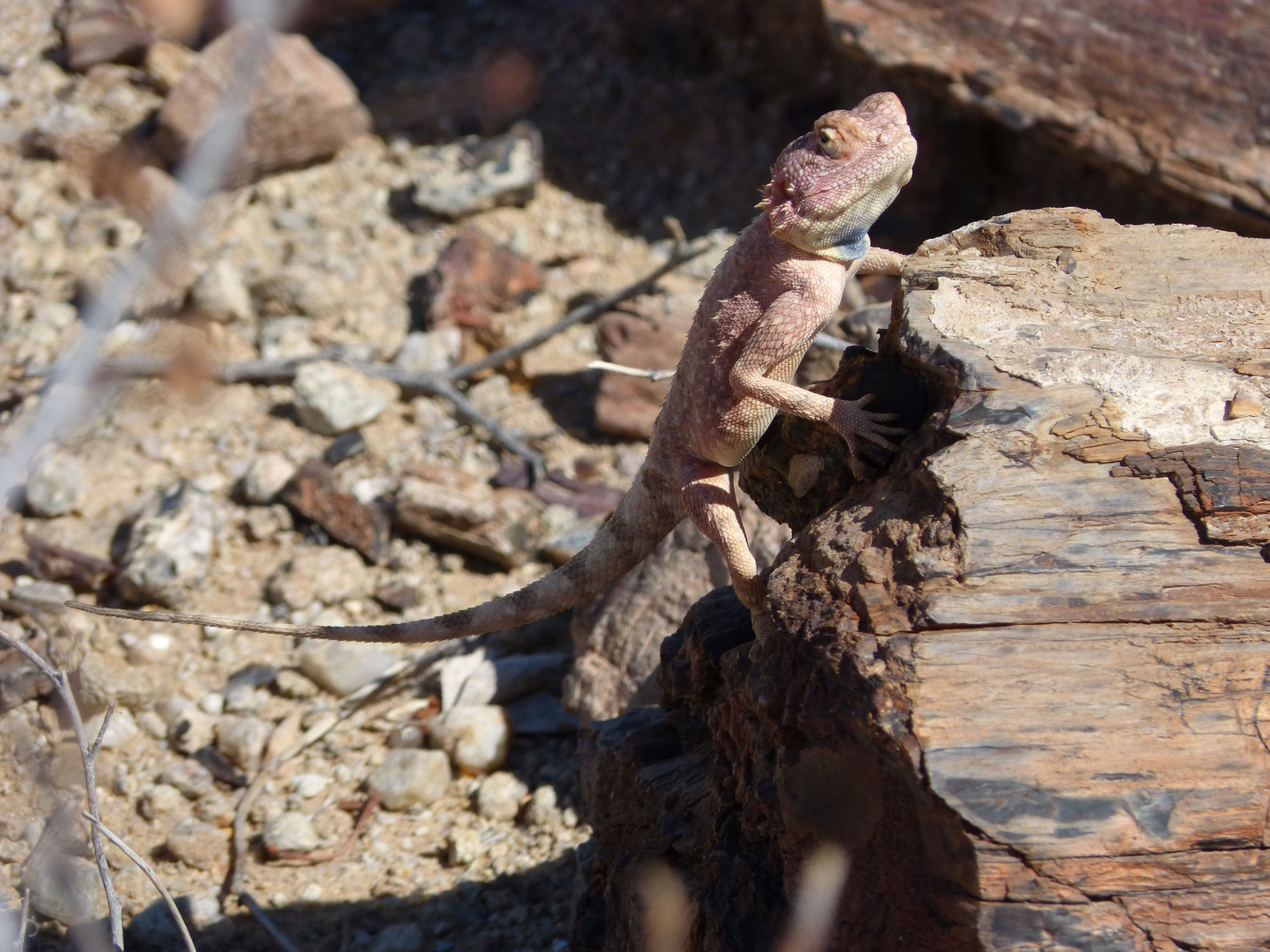 Echse in Namibia