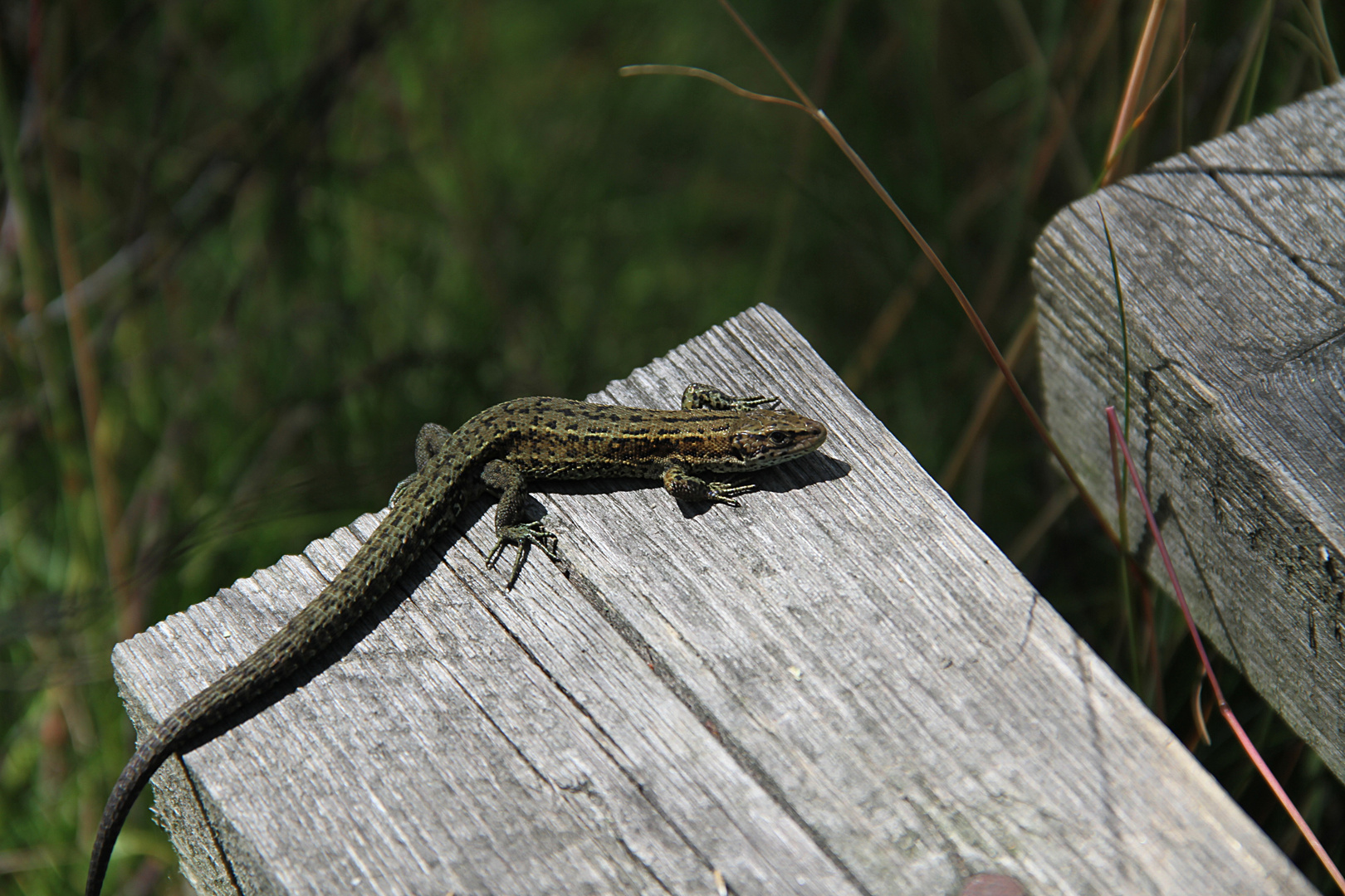 Echse Naturreservat SOOS