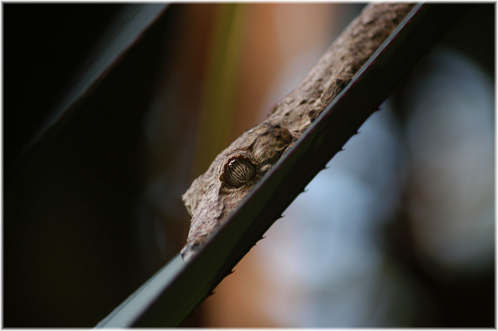 Echse oder Mini-Kroko