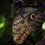 Echse, Vogel oder doch ein Schmetterling