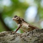 Echse wärmt sich in der Sonne