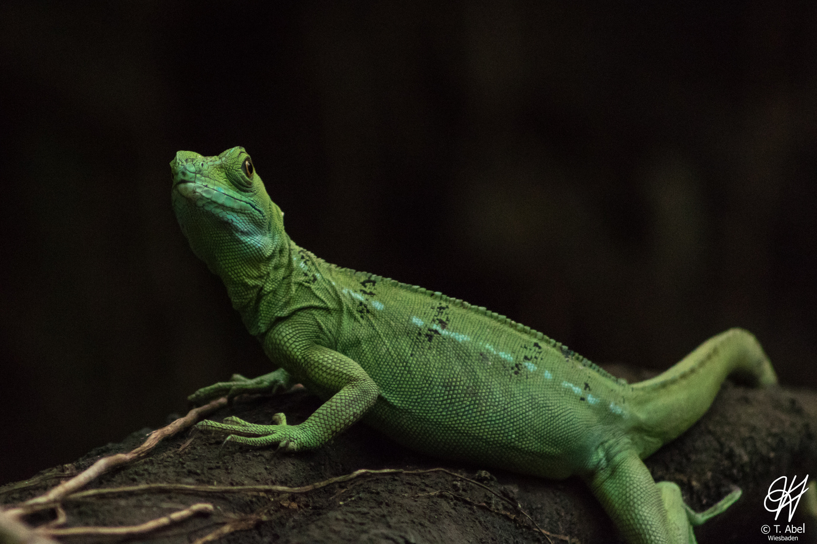 Echse Zoo Frankfurt