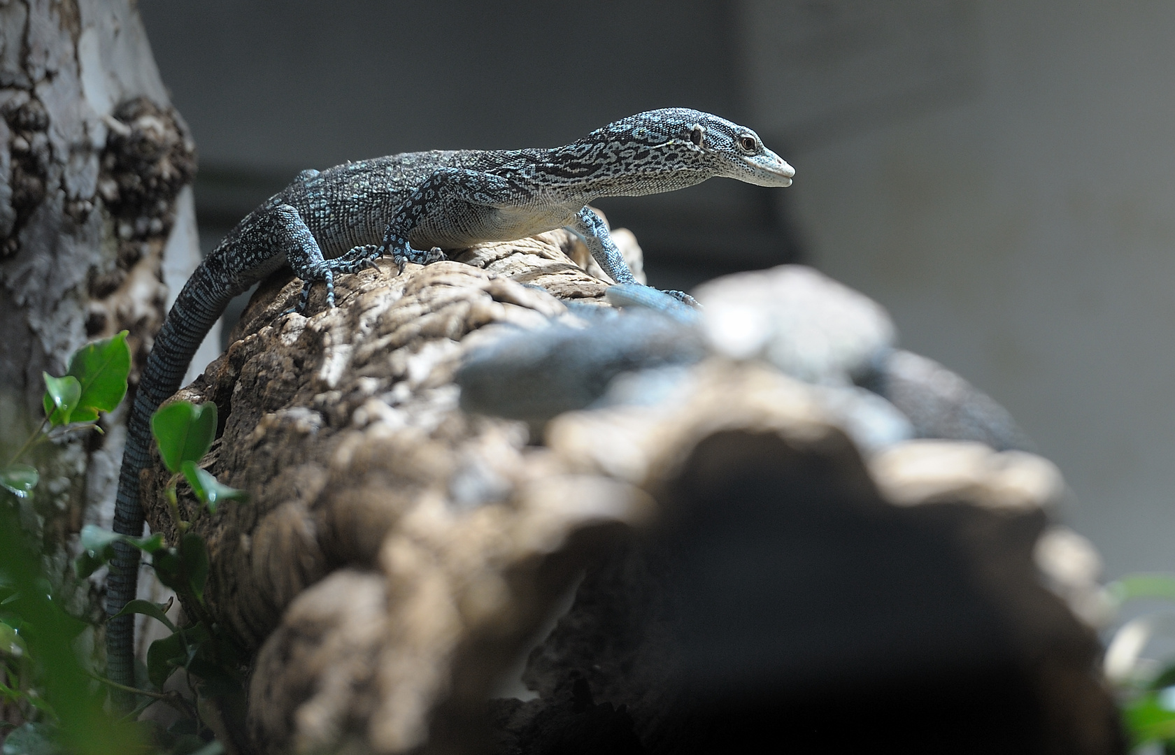 Echse Zoo Zürich