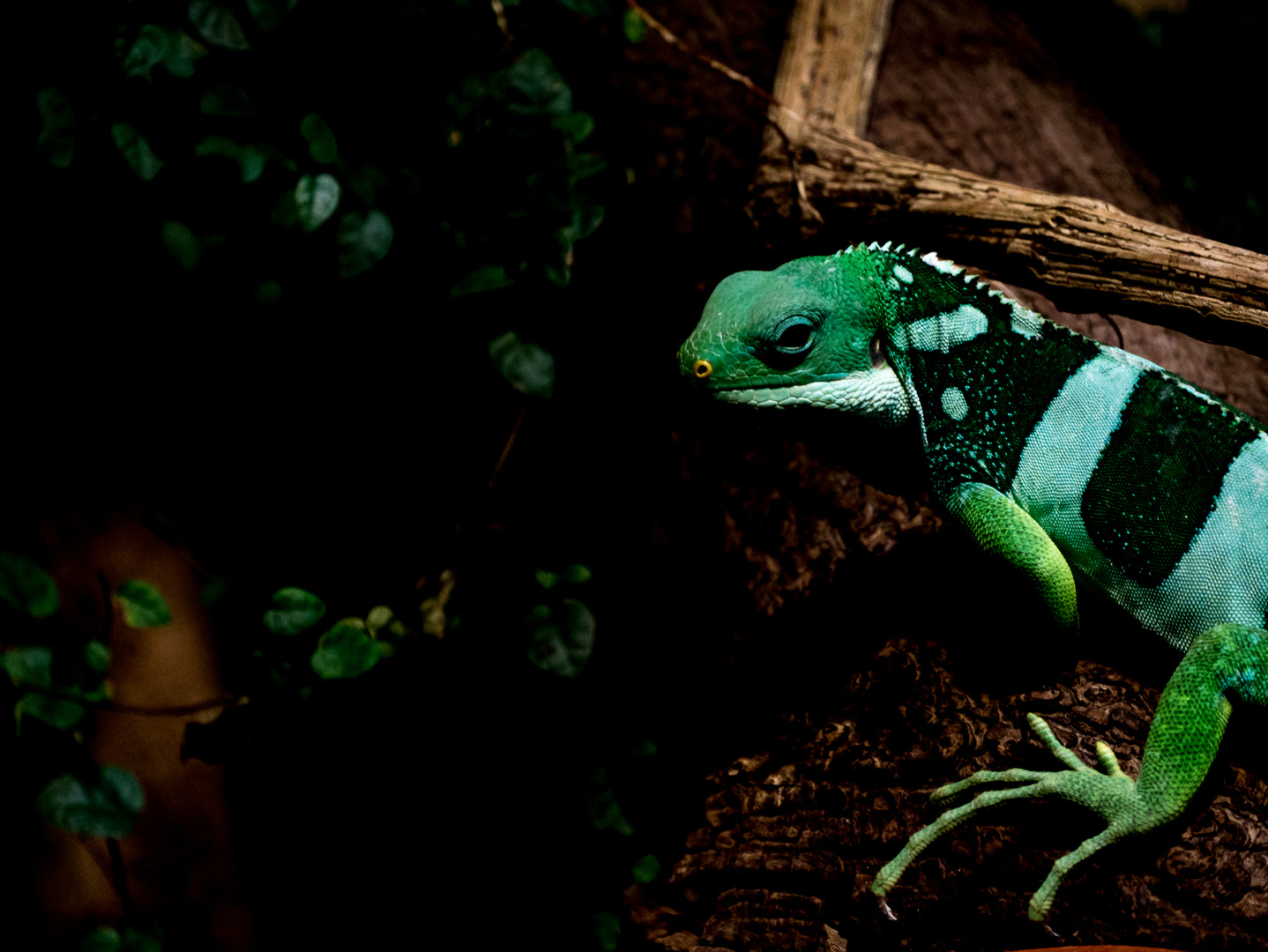 Echse/Leguan