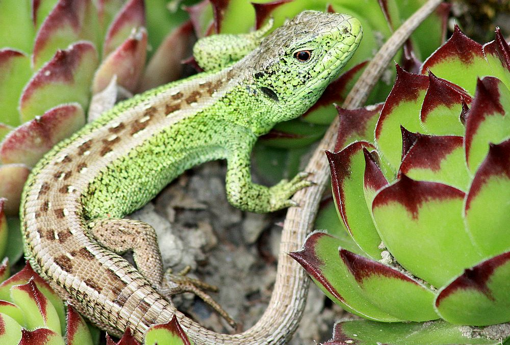 Echsen im Garten Foto & Bild tiere, natur Bilder auf