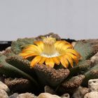  "Echsenhaut" - Titanopsis calcarea 