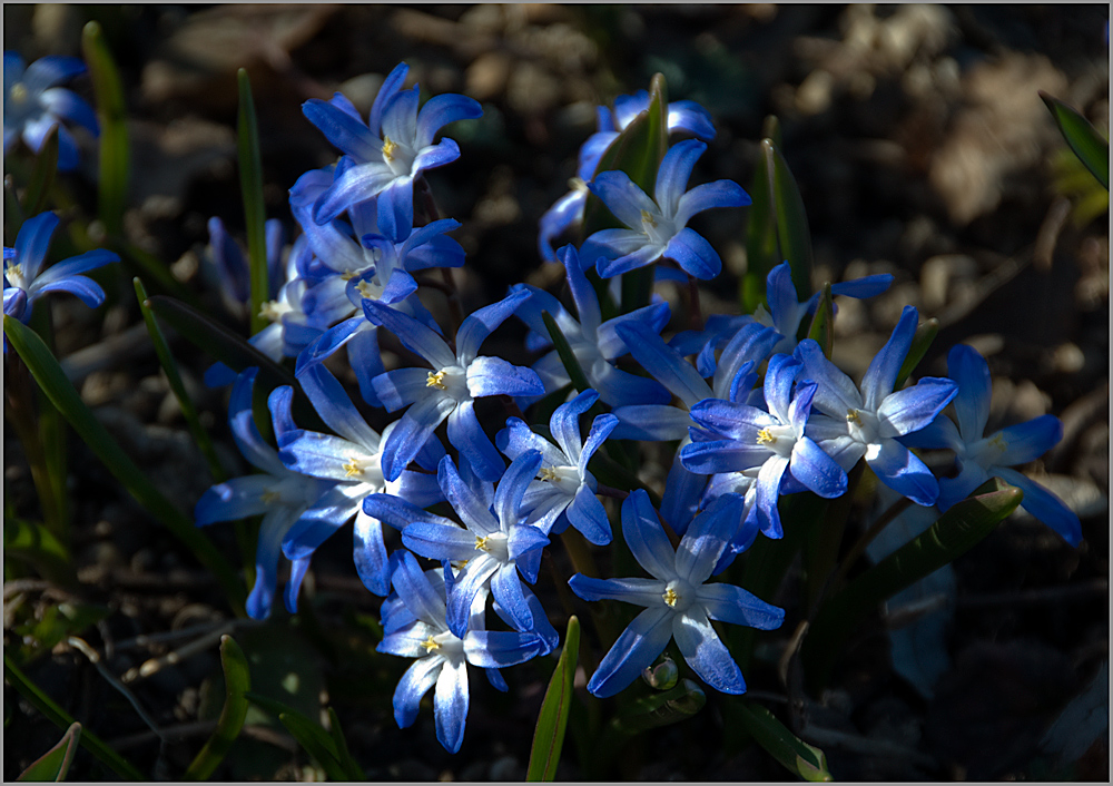 Echt blaublütig.....