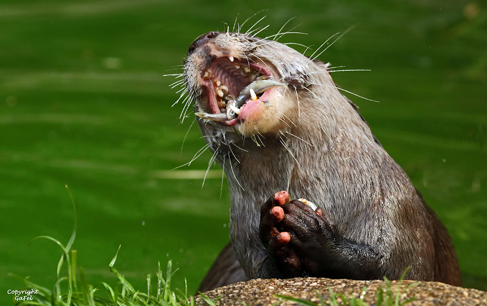 Echt lecker Foto & Bild | natur, zoo, tiere Bilder auf fotocommunity