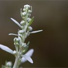 Echt - Wermut oder Wermutkraut (Artemisia absinthium L.)