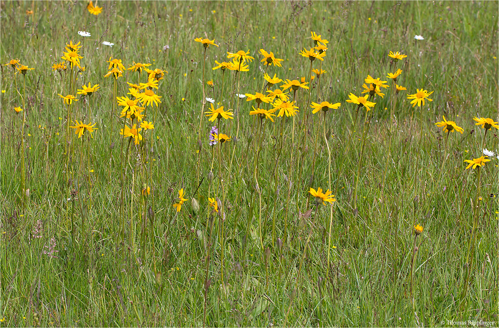 Echte Arnika (Arnica montana).