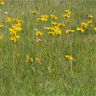 Echte Arnika (Arnica montana).