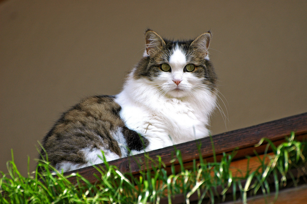 Echte Balkonkatze - Persermischling