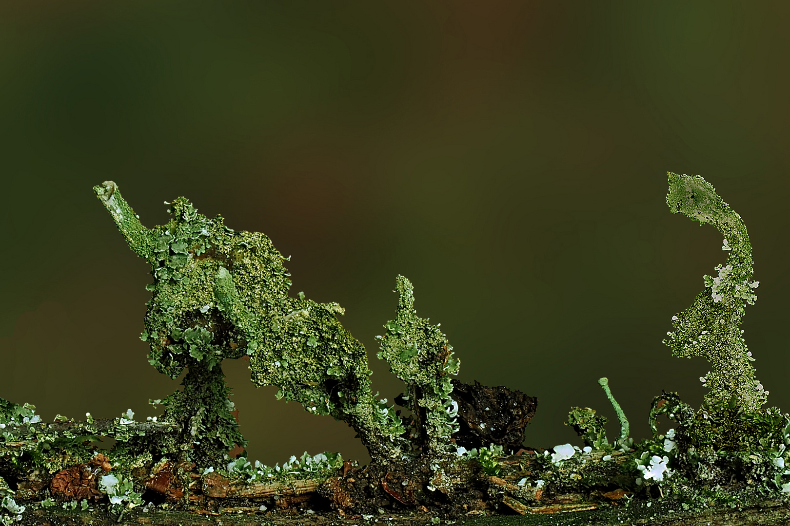  Echte Becherflechte (Cladonia pyxidata) 