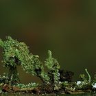  Echte Becherflechte (Cladonia pyxidata) 