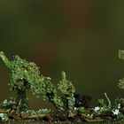  Echte Becherflechte (Cladonia pyxidata) 