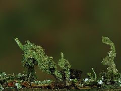  Echte Becherflechte (Cladonia pyxidata) 