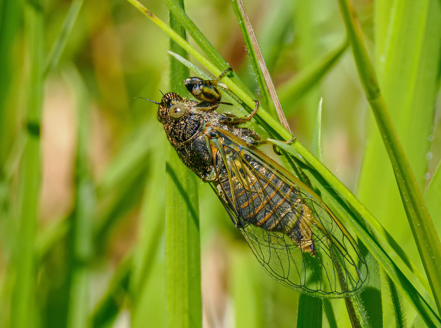 Echte Bergzikade (Cicadetta montana)