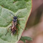 Echte Blattwespe (Aglaostigma sp.)