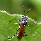 Echte Blattwespe (Macrophya duodecimpunctata)