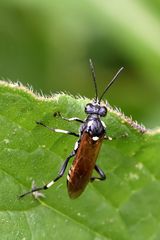 Echte Blattwespe (Macrophya duodecimpunctata)