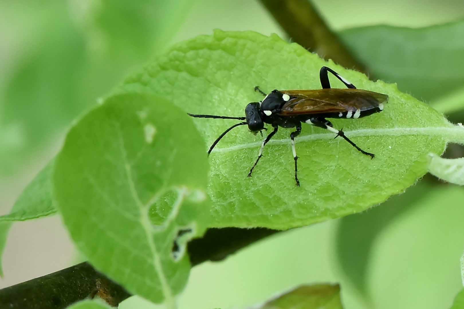 Echte Blattwespe (Macrophya duodecimpunctata)