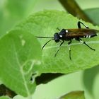 Echte Blattwespe (Macrophya duodecimpunctata)