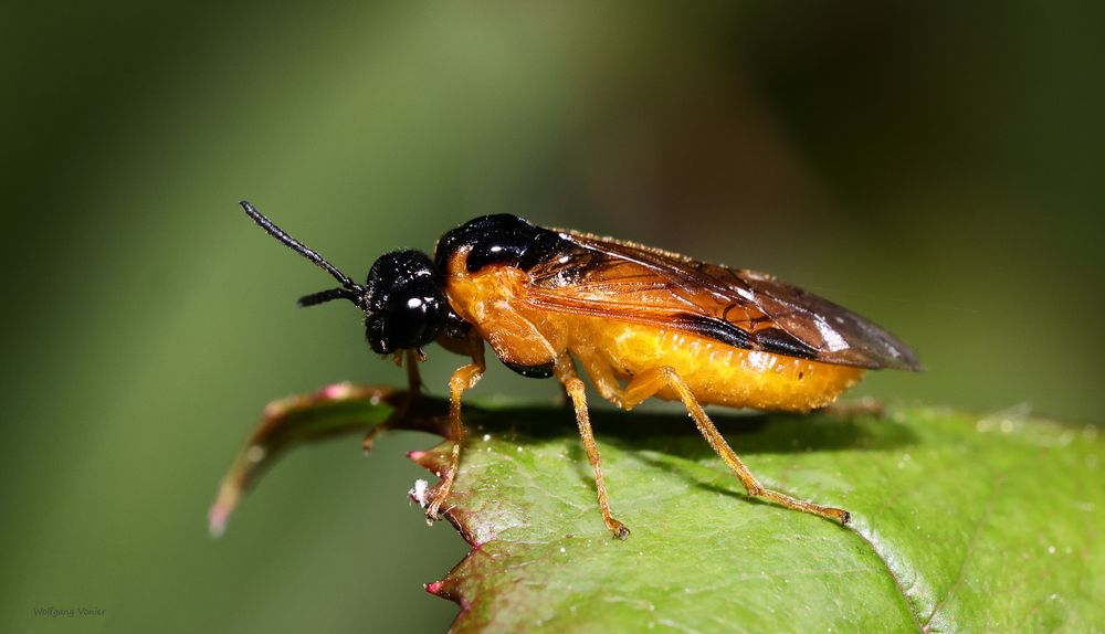 Echte Blattwespen-Getreideblattwespe - Selandria serva