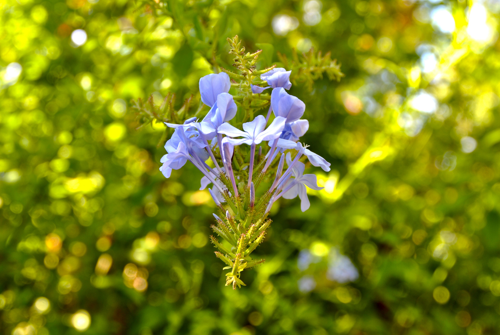 echte Blüten...