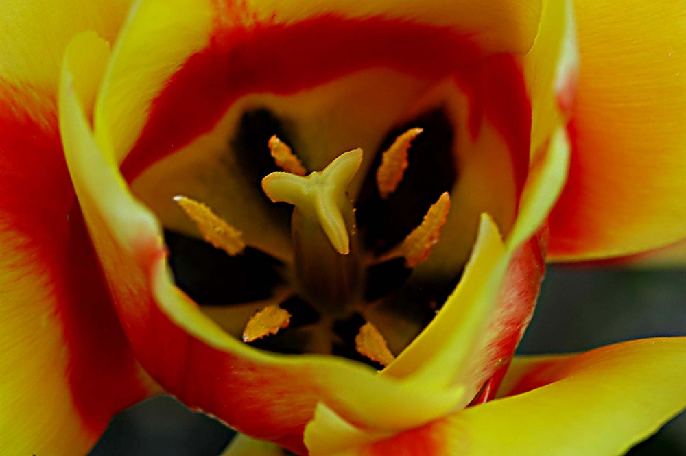 Echte Blumen von Ludwik Leki 