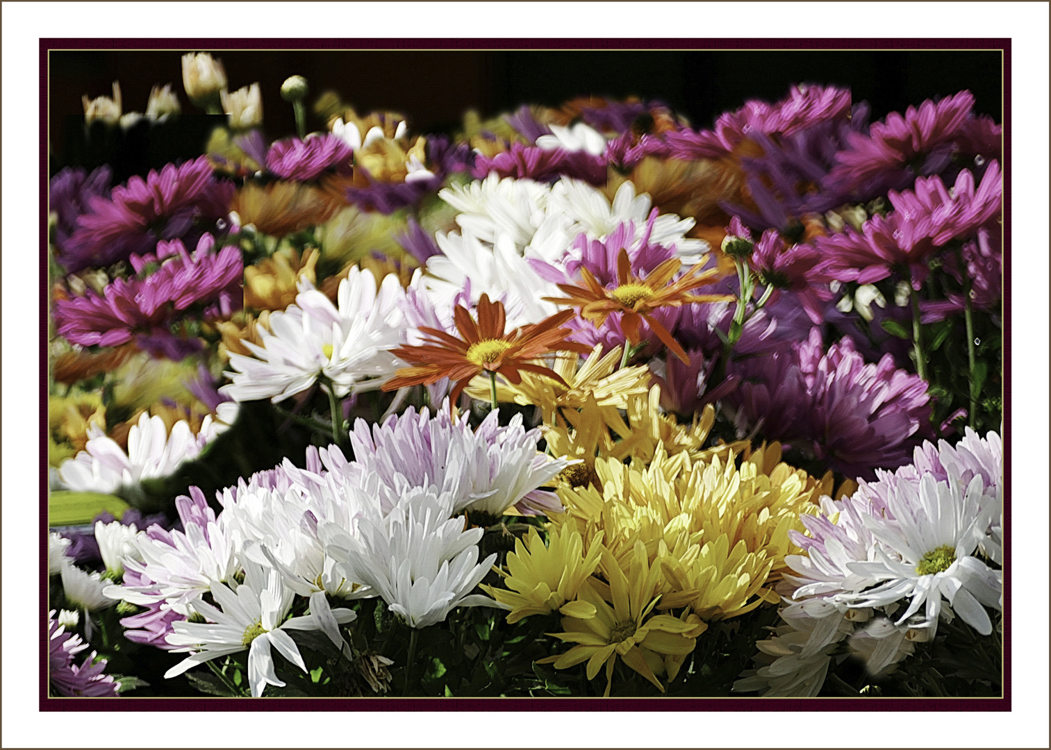 Echte  Chrysanthemen in Farbenpracht 