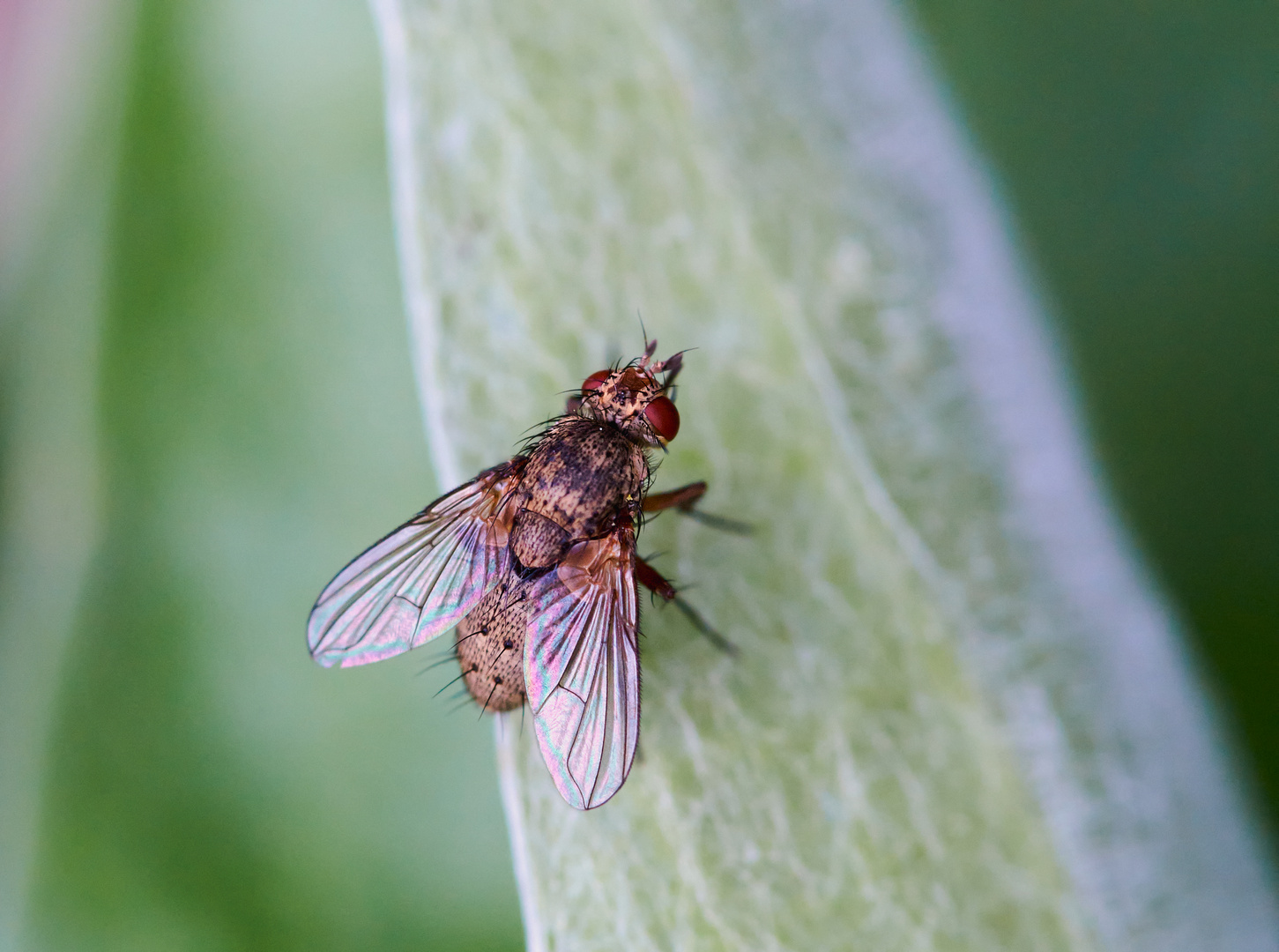 Echte Fliege (Helina sp.)