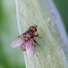 Echte Fliege (Helina sp.)